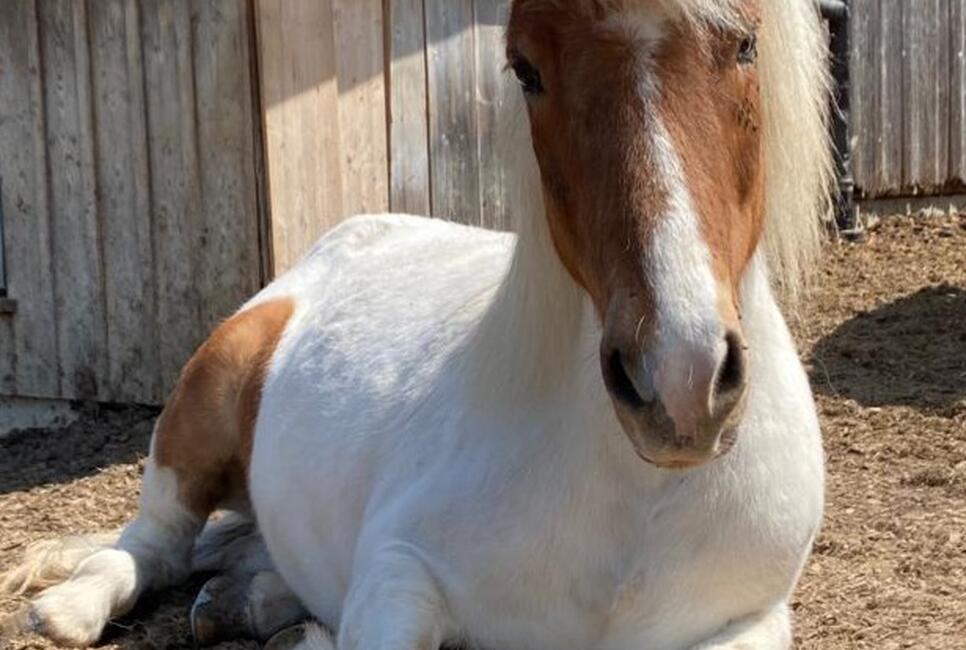 Reiterlebnis in den Ferien
