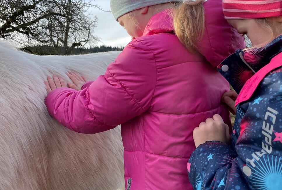 Steicheln und Pflege der Ponys