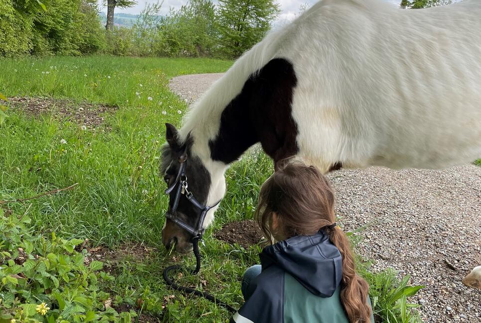 Spazieren mit Ponys