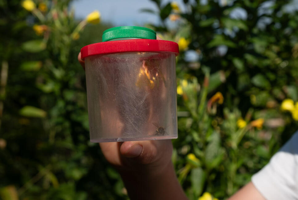 Bienen und Insekten erleben