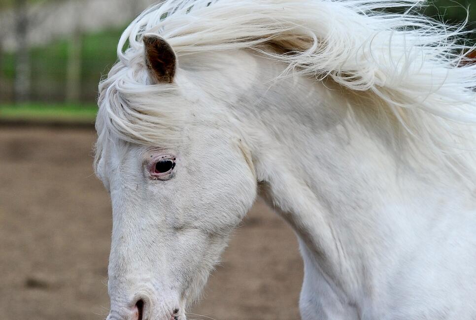 Weisses Pferd