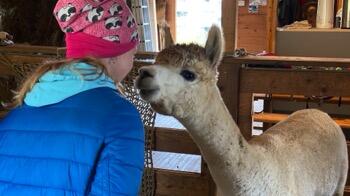 Tagesabenteuer mit Lamas und Alpakas