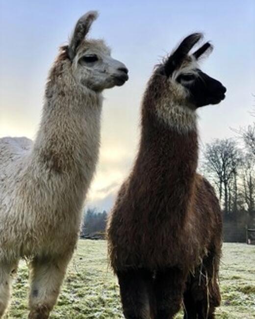 Alpakas und Lamas