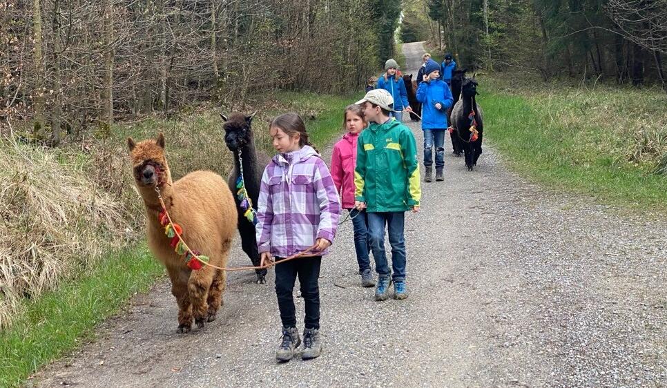 Tagesabenteuer mit Alpakas