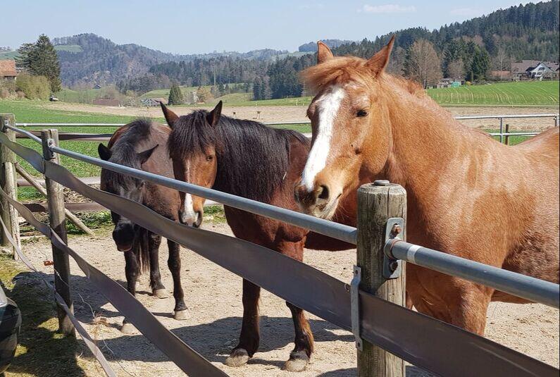 Ausflug mit den Ponys in den Zwergen und Feen Wald