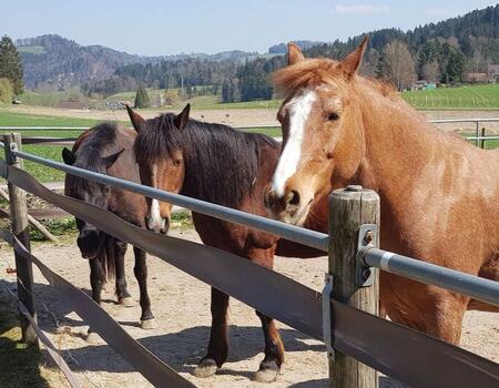 Ausflug mit den Ponys in den Zwergen und Feen Wald