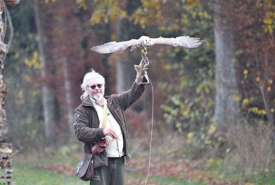 Erlebnis-Falknerei und Falkenfl&uuml;ge