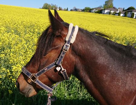 Ausreiten für Anfänger