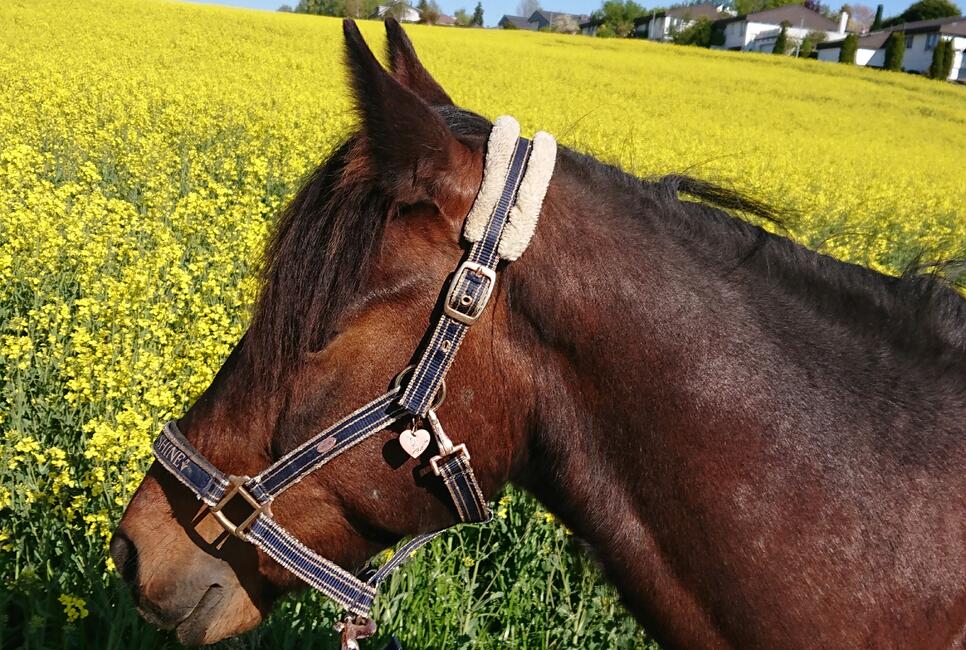 Ausreiten f&uuml;r Anf&auml;nger
