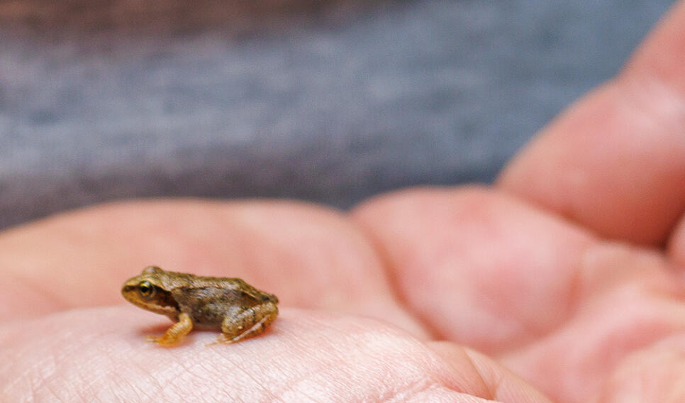 Naturdetektive erforschen den Sommerwald