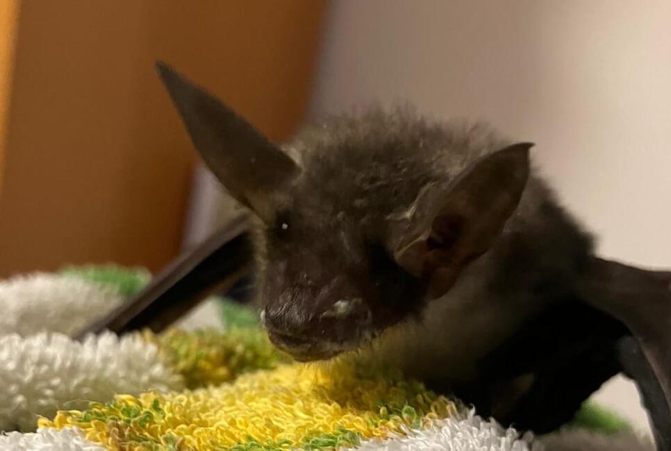 Auf den Spuren der einheimischen Flederm&auml;use