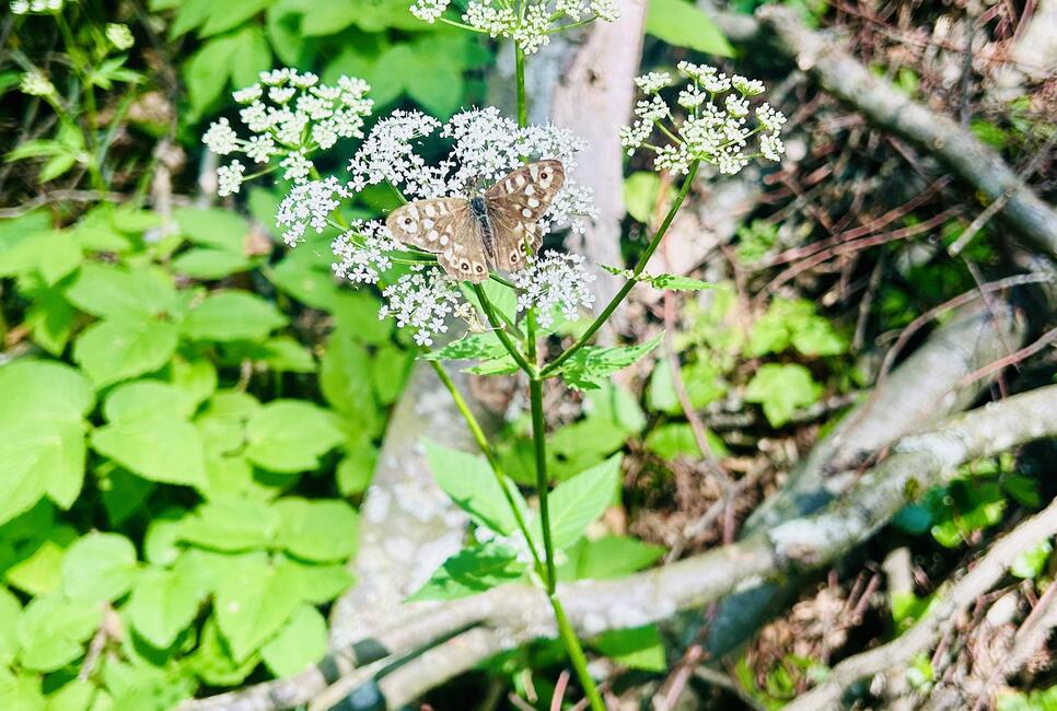 Kinder- und Jugendcamp &ndash; Abenteuer im Wald