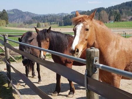 Pferde und Pony Postenlauf